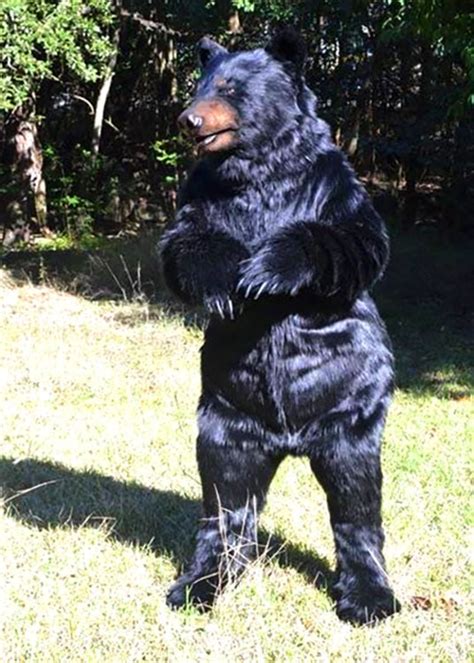 Attire for a mascot represented by a black bear